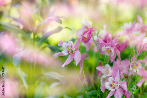 Beautiful summer background with pink flowers. Flowers close-up on a blurry background in the rays of light. Soft focus. free space