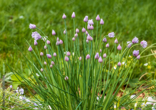 Chives onion plant  allium schoenoprasum  blossoming. Onion flowers.