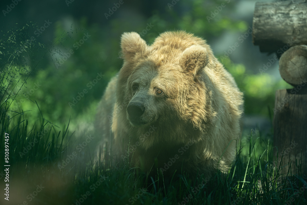 Obraz premium Big bear travel thru the grass and look for food. Cute closeup in zoo park.