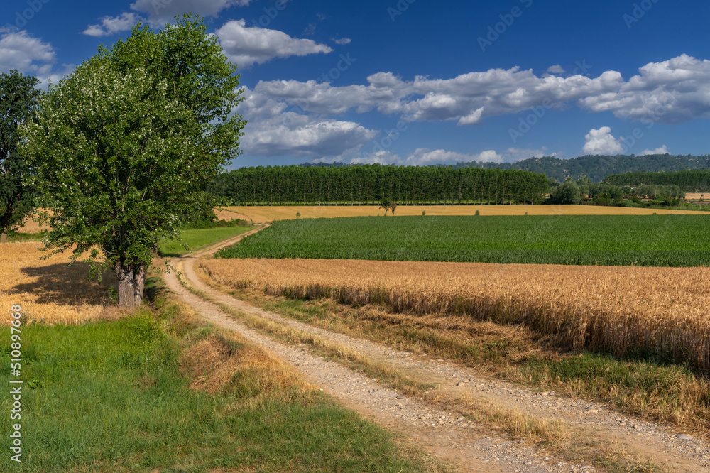 Country road between wheat and corn fields with poplar trees, countryside landscape in province of Cuneo, Italy on blue summer sky with clouds