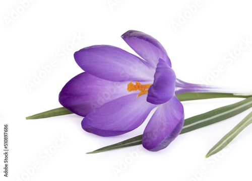 	
Crocus violets	
