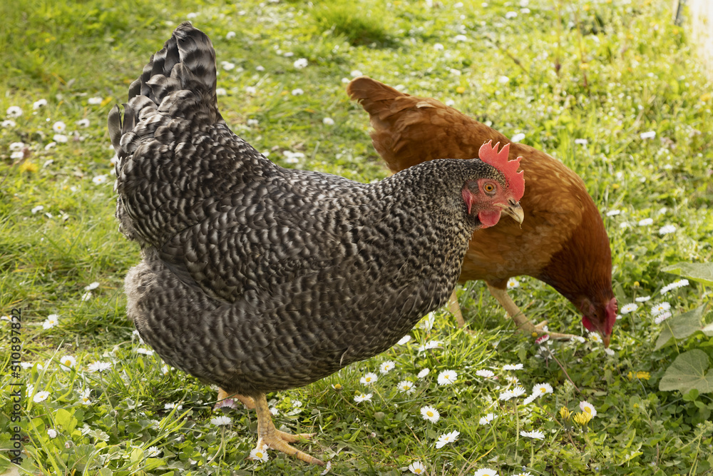 Poules pondeuses rousse et race Coucou Stock Photo | Adobe Stock