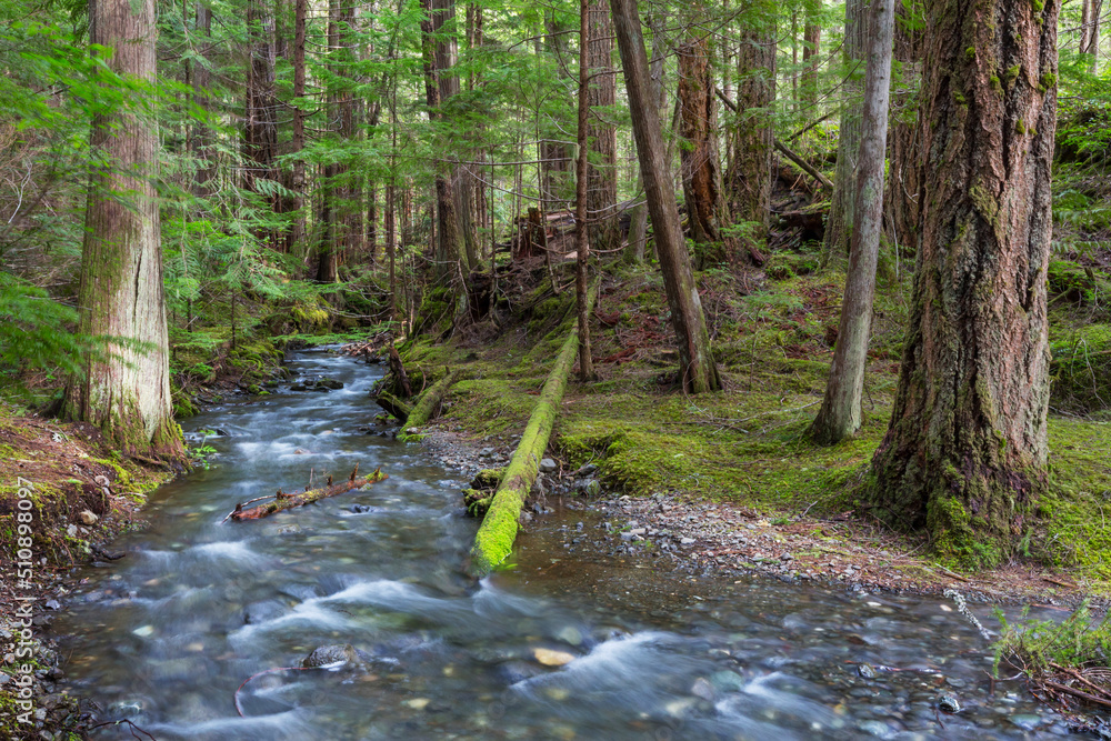 Creek in the forest Creek in the forest