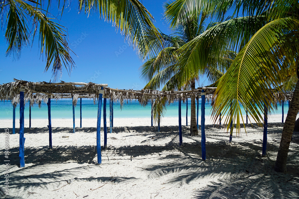 Fototapeta premium palm trees on a tropical island