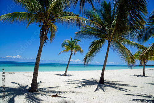 palm trees on a tropical island
