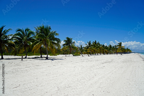 palm trees on a tropical island