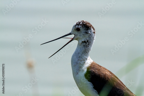 marsh birds wading lagoons and coastal lakes photo