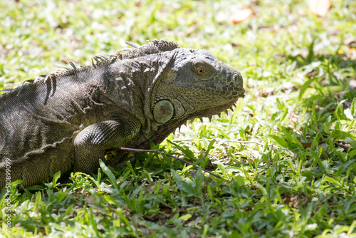 Green Iguana is resting on the Green Yard