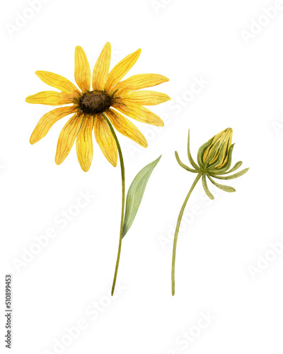 Set of rudbeckia flowers. Watercolor elements isolated on white.