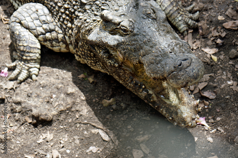 Fototapeta premium crocodiles in zapata nationalpark
