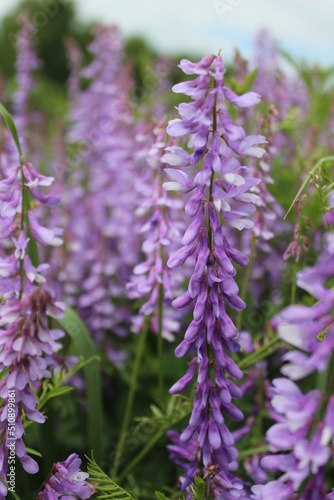 lavender color flower