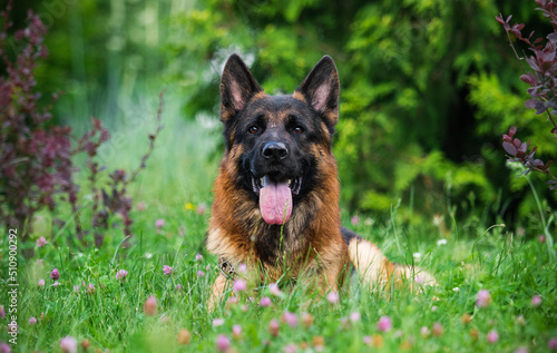 german shepherd dog in the grass