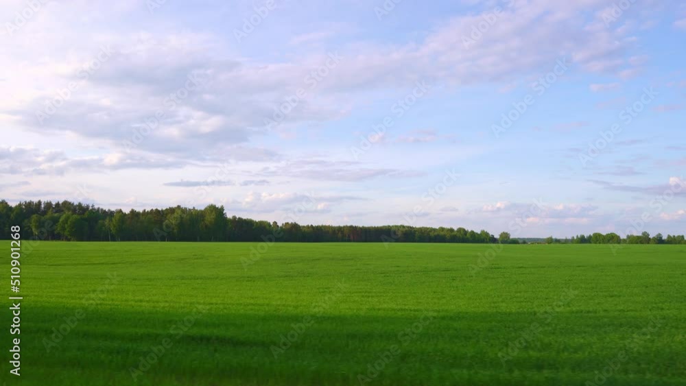 Beautiful view of the endless green agricultural field on a summer day. Flight over crops of wheat fields in the countryside. Beautiful cumulus clouds. 4K Beautiful view of the endless green agricultural field on a summer day. Flight over crops of wheat fields in the countryside. Beautiful cumulus clouds. 4K