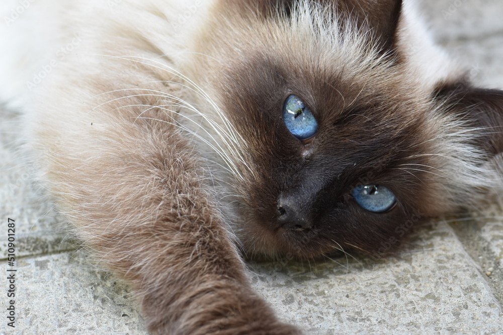 Fototapeta premium close up of a cat
