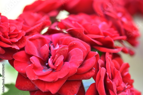 close up of red rose