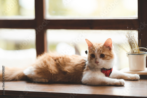 pet portrait of cute brown ...