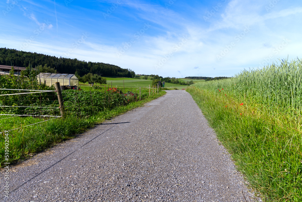 Obraz premium Gravel country road with garden and spelt field on a sunny summer day near village Forch, Canton Zürich. Photo taken June 8th, 2022, Forch, Switzerland.