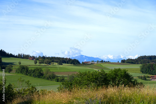 Scenic rural landscape near village Forch, Canton Zürich, on a sunny summer day near village Forch, Canton Zürich. Photo taken June 8th, 2022, Forch, Switzerland.