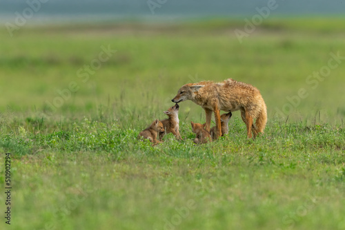 Canvas Print African golden wolf mother with pups at a den site in Ngorongoro crater, Tanzani
