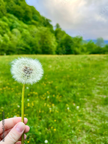 White flowers dandelion in the hand. Nature. Selective focus