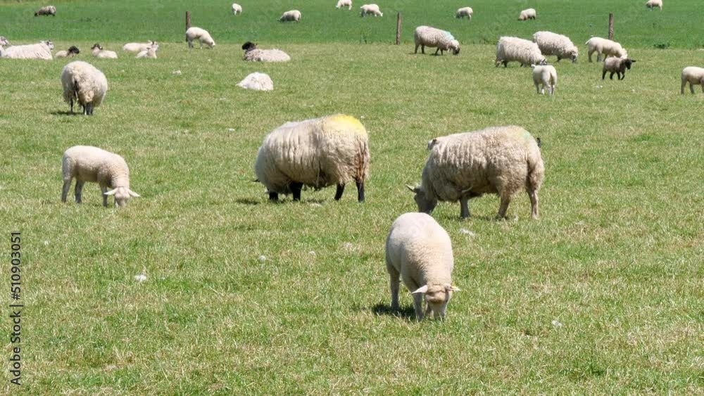 A group of shaggy sheep graze on a green field on a sunny day. Cute sheep in a farmer's field. Handheld video. A group of shaggy sheep graze on a green field on a sunny day. Cute sheep in a farmer's field. Handheld video.