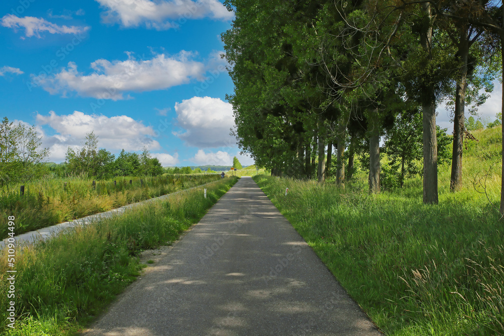 Tranquil straight dutch cycling path in shade of row of trees in rural green landscape - Maasvallei, Limburg, Netherlands