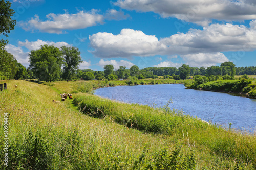 Fototapeta Naklejka Na Ścianę i Meble -  Beautiful dutch rural landscape, green meadow with sheep, natural course river Maas bend, blue summer sky fluffy clouds - Maasvallei, Limburg, Netherlands