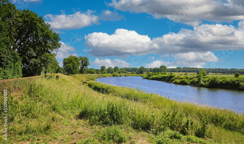 Beautiful dutch rural landscape, green meadow with sheep, natural course river Maas bend, blue summer sky fluffy clouds - Maasvallei, Limburg, Netherlands