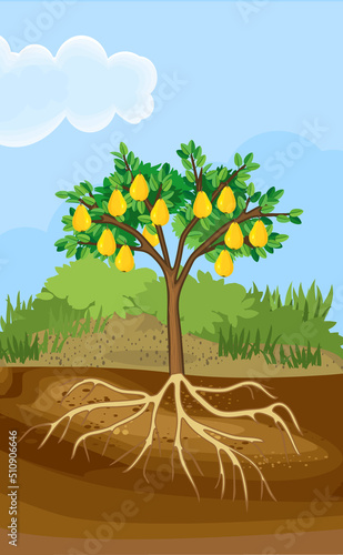 Landscape with pear tree with leaves, fruits and root system below ground level