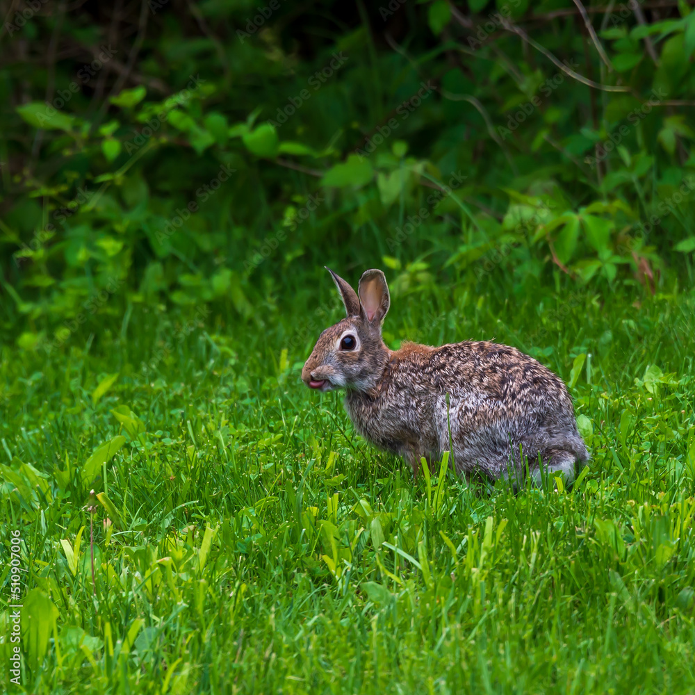 A rabbit eyes the photographer. A rabbit eyes the photographer.