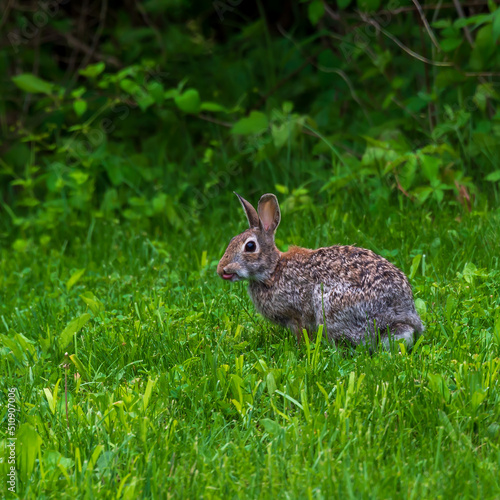 A rabbit eyes the photographer. © Stone's Throwe Photo