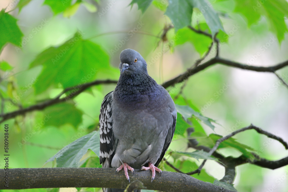 Pigeon sitting on a branch, close-up Pigeon sitting on a branch, close-up