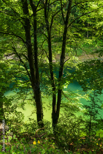 Green Forest