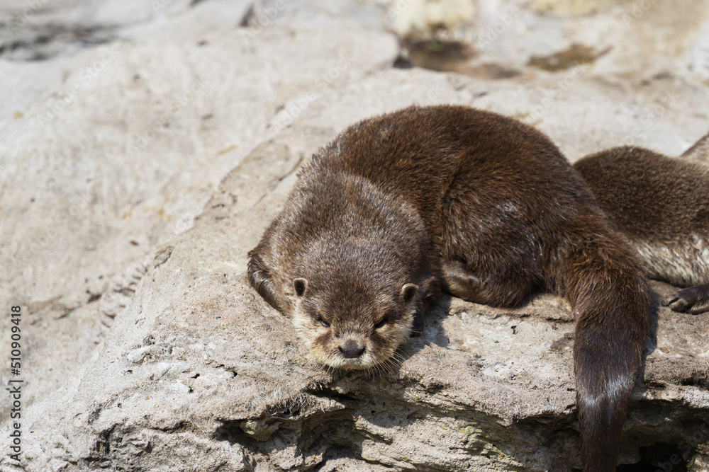 Eurasian otter or Lutra lutra, also known as the European otter, Eurasian river otter, common otter, and Old World otter, is a semiaquatic mammal native to Eurasia Eurasian otter or Lutra lutra, also known as the European otter, Eurasian river otter, common otter, and Old World otter, is a semiaquatic mammal native to Eurasia