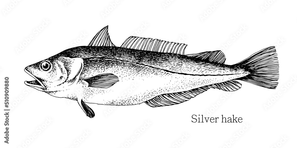Obraz premium Silver hake fish hand drawn realistic illustration