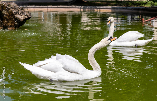 Swans on  lake © oleg_ru