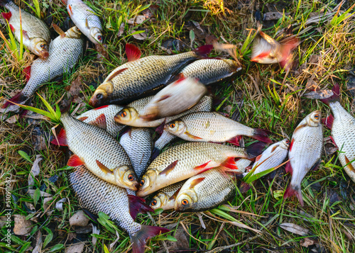 Fototapeta Naklejka Na Ścianę i Meble -  Fishing hobby, crying freshwater fish freshly taken from the water
