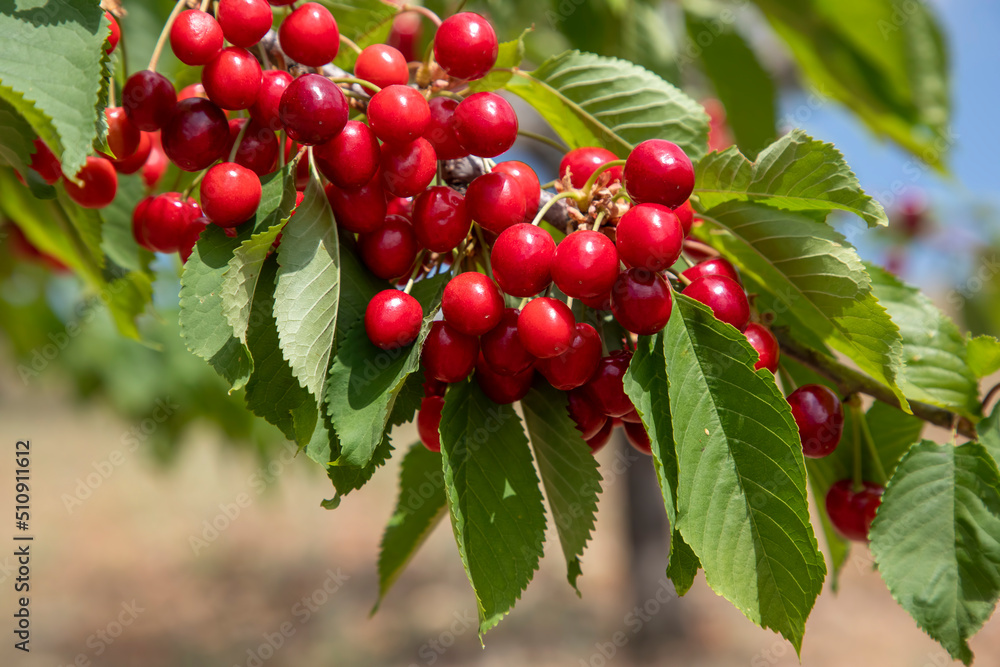 Fresh cherry fruit in cherry tree, Spil mountain - Turkey Fresh cherry fruit in cherry tree, Spil mountain - Turkey