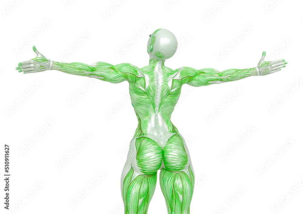 female bodybuilder is showing the muscles with the arms wide open white background rear view female bodybuilder is showing the muscles with the arms wide open white background rear view