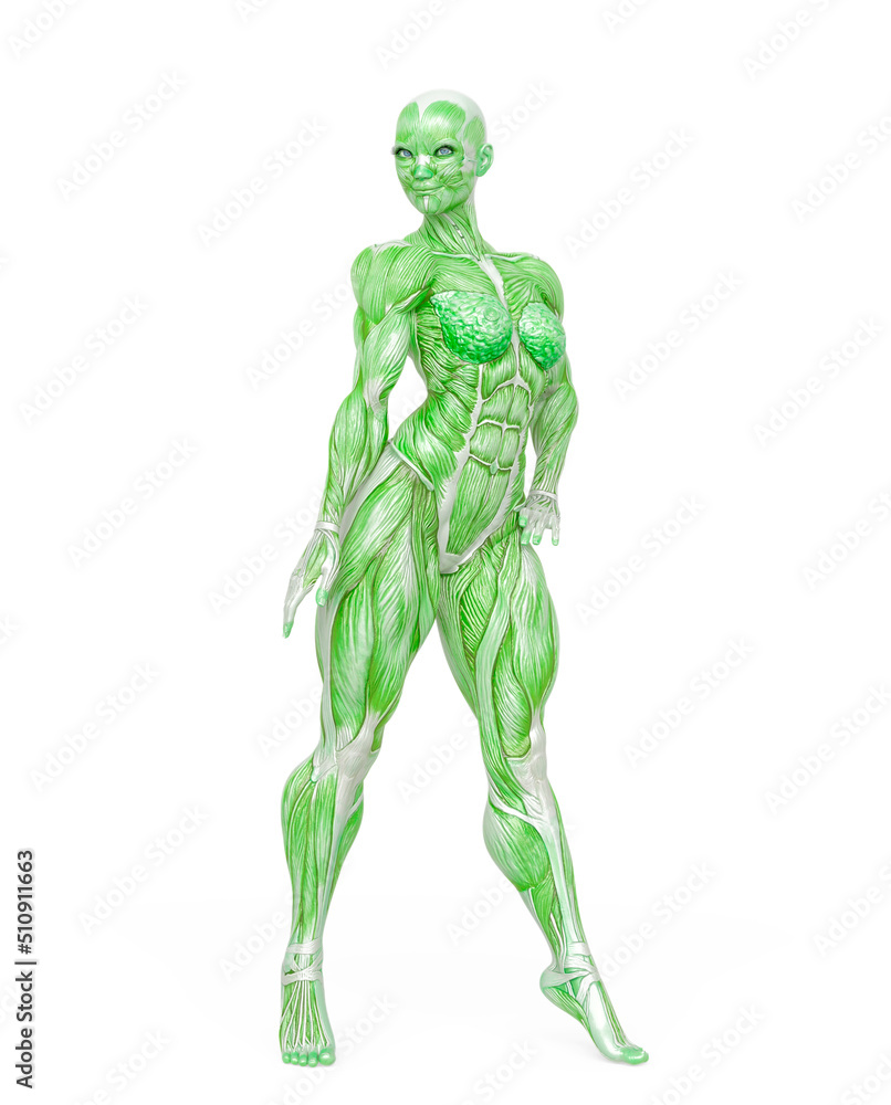 female bodybuilder is standing up in white background female bodybuilder is standing up in white background