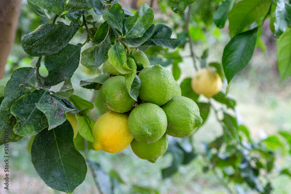 Lemons growing on a tree in Northern Cyprus