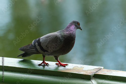 A gray dove sits on a green wooden parapet