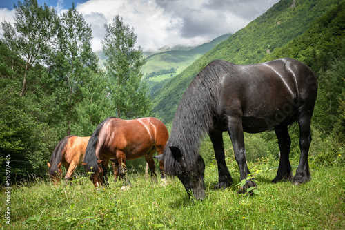 horses in the Pyrenees montain meadow 