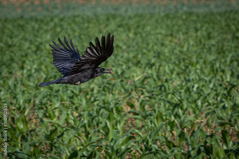 Obraz premium crow with food in beak flying