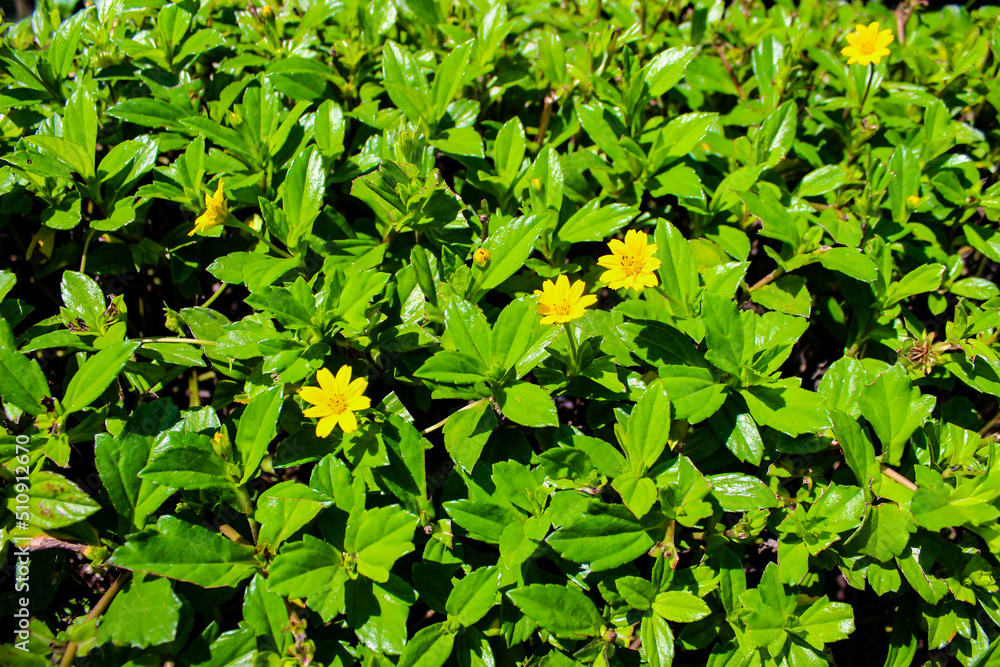 Yellow Flowers Chinese Wedelia, a species of Creeping-Oxeyes. Close-Up