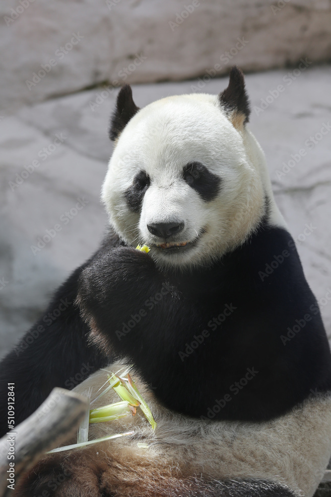 Giant panda bear ( Ailuropoda melanoleuca) eating bamboo