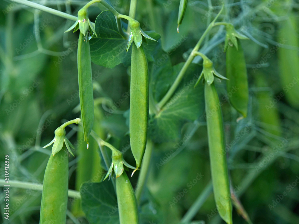 Field peas in a field in Northeim in Lower Saxony in Germany Field peas in a field in Northeim in Lower Saxony in Germany