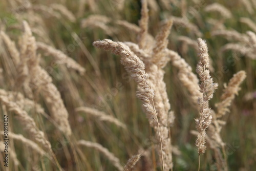 Autumn spikelets before falling to the ground