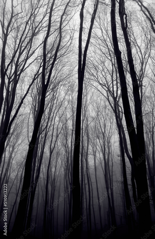 Obraz premium Trees in the misty forest.