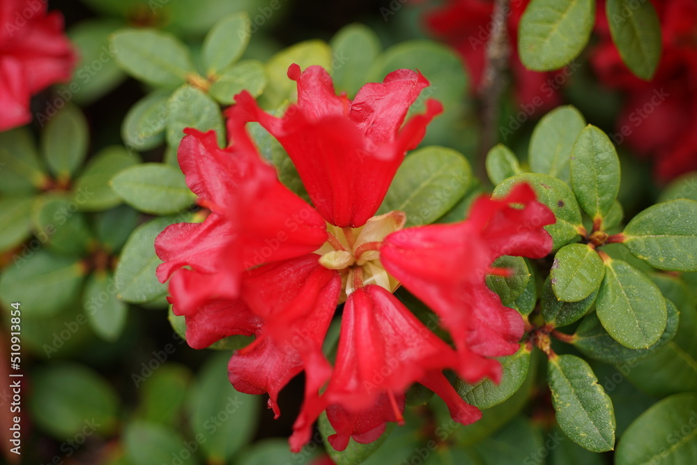 Rote Blüten eines Rhododendron Strauches im Frühling